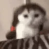 Animais do TikTok 😹 16