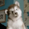 Cachorro  7