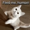 Everyday Cats 🐈‍⬛ 8