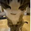 Gato 13