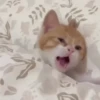 Gatos Curiosos 2😼👁️‍🗨️  20