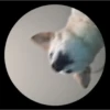 Pedro Pedro Pedro. TikTok mascotas 16