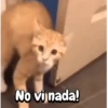 Michis Crazy 🐱🐈‍⬛ 7