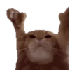 Meme Kucing Viral #2 🐱 8
