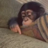 Macacos animados/monkeys🐒 10