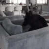 Perritos - Random - Gif🐶🐾 14