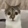 Gatinhos | Cats 🐱 5