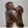 Monos y changuitos 6🐒🦍🦧 23