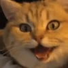 Gatos y más gatos 🐈🐈‍⬛😻 7