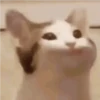 Gatos 5