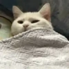 Funny Cats 😹✨ 9