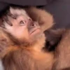 Monkykis 🐵🐵 8