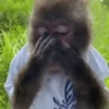 Changos muy Monos 🐒🐵🐒 7