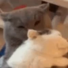 😻 Gatinhos para serem felizes 😻 15