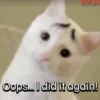 Everyday Cats 🐈‍⬛ 6