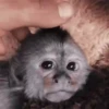 Monos burlones 9