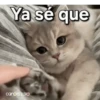 Gatos contestones 😼🐈‍⬛😹 12