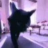 Gato 26