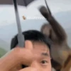 Monkey 15.0 25