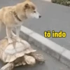 Animais engraçados  8
