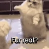 Everyday Cats 🐈‍⬛ 10
