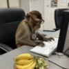 Monkey 15.0 23