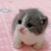MICHIS RANDOM RANDOM 🙀😹🐈 10