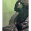 Más Monkys 🐵🐵🐵🐵 6