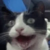 Gatos divertidos  5