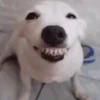 Memes de Cachorro engraçado 11