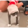 PeTs👀 17