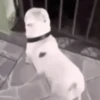 Cachorro  9