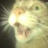 🎵 TIKTOKeando 37🎵 17