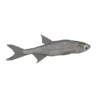 Fish Sticker Tiktok 15