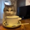 Gatos Curiosos 3😼👁️‍🗨️  9