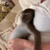 Monkey 15.0 12