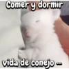 Funny's Rabbit 🥕🐇 6