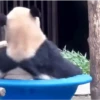 Pandas Fofinhos 🐼 6
