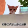 Everyday Cats 🐈‍⬛ 9