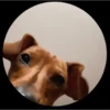 Pedro Pedro Pedro. TikTok mascotas 8