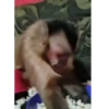 Monitos con movimiento 🐒🦍 3
