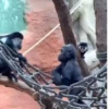 Más Monkys 🐵🐵🐵🐵 8