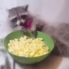 Guaxinim Fofo GIFs 🦝 14