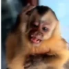 Monitos con movimiento 🐒🦍 5