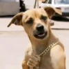 Puppies with attitude 🐶😄 7