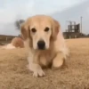 Cute Dog🐶✨ 12