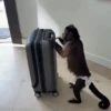 Monkykis 🐵🐵 6
