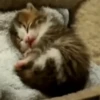 Gatos 18