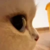 Gatos Curiosos 3😼👁️‍🗨️  7