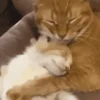 Gatos 12